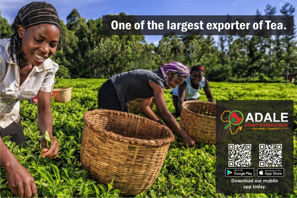 Kenya: One of the largest exporters of Tea